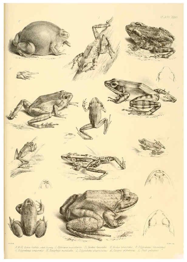 Reproducción/Reproduction 6459731381: The reptiles of British India London :Pub. for the Ray society by R. Hardwicke,1864