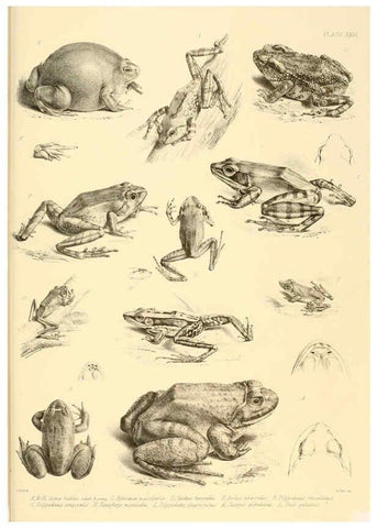 Reproducción/Reproduction 6459731381: The reptiles of British India London :Pub. for the Ray society by R. Hardwicke,1864