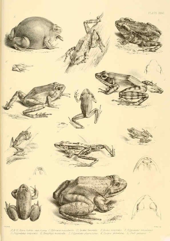 Reproducción/Reproduction 6459731381: The reptiles of British India London :Pub. for the Ray society by R. Hardwicke,1864