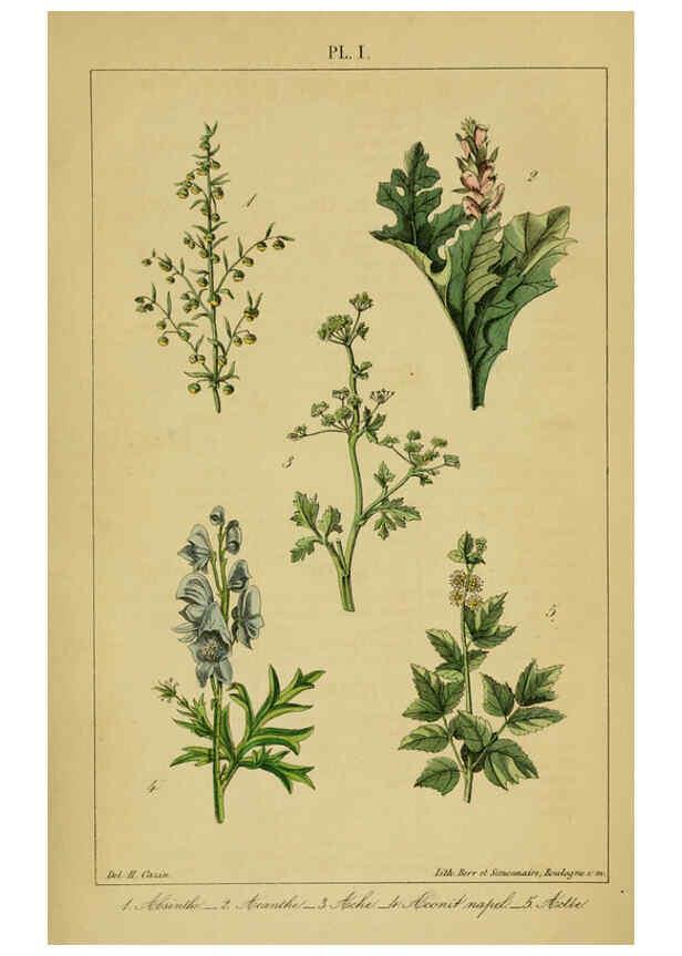 Reproducción/Reproduction 6459808961: Traité pratique et raisonné des plantes médicinales indigènes. 1868. Paris,P. Asselin,1868