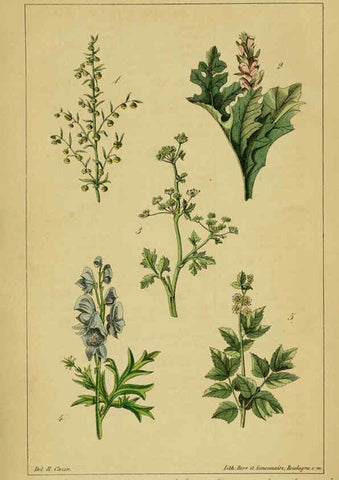 Reproducción/Reproduction 6459808961: Traité pratique et raisonné des plantes médicinales indigènes. 1868. Paris,P. Asselin,1868
