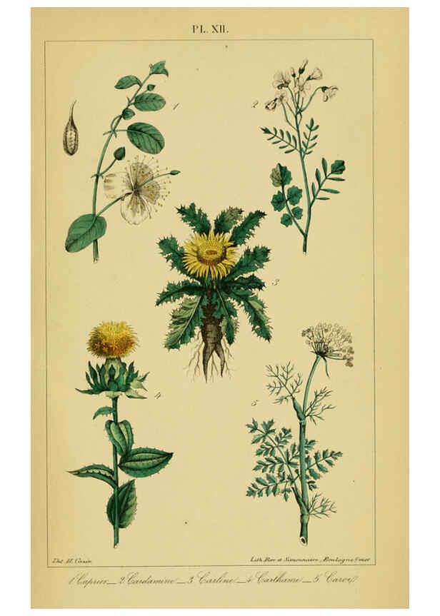 Reproducción/Reproduction 6459814969: Traité pratique et raisonné des plantes médicinales indigènes. 1868. Paris,P. Asselin,1868