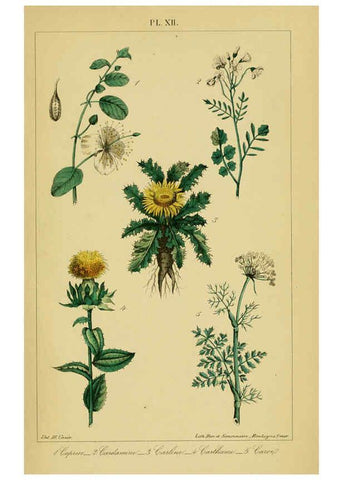 Reproducción/Reproduction 6459814969: Traité pratique et raisonné des plantes médicinales indigènes. 1868. Paris,P. Asselin,1868