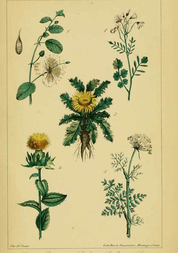 Reproducción/Reproduction 6459814969: Traité pratique et raisonné des plantes médicinales indigènes. 1868. Paris,P. Asselin,1868
