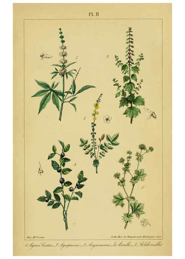 Reproducción/Reproduction 6459809541: Traité pratique et raisonné des plantes médicinales indigènes. 1868. Paris,P. Asselin,1868