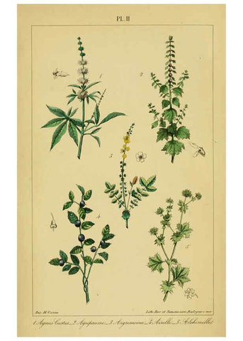 Reproducción/Reproduction 6459809541: Traité pratique et raisonné des plantes médicinales indigènes. 1868. Paris,P. Asselin,1868