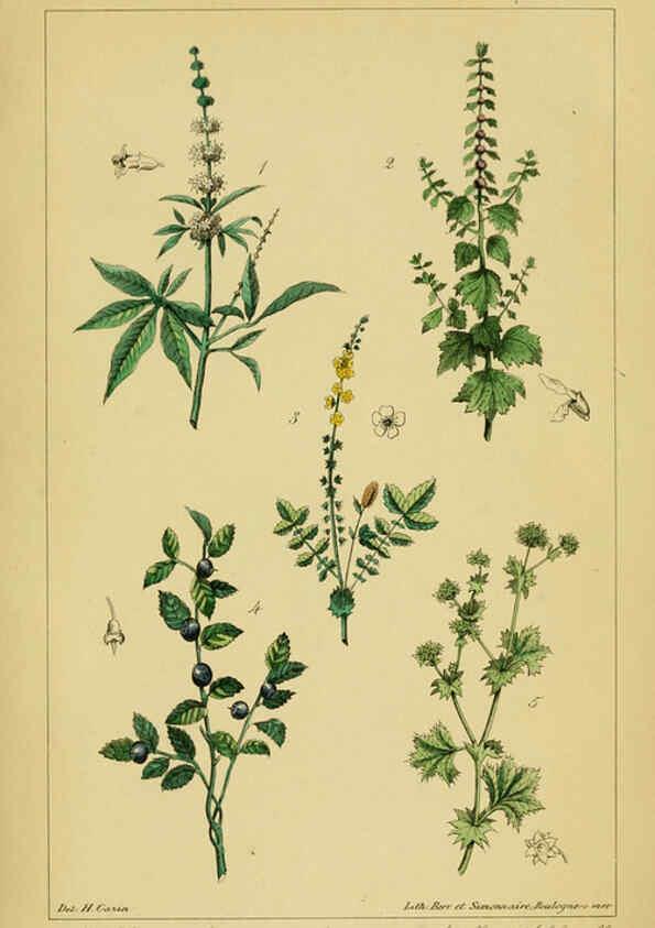 Reproducción/Reproduction 6459809541: Traité pratique et raisonné des plantes médicinales indigènes. 1868. Paris,P. Asselin,1868