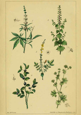 Reproducción/Reproduction 6459809541: Traité pratique et raisonné des plantes médicinales indigènes. 1868. Paris,P. Asselin,1868