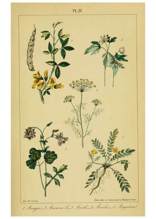 Reproducción/Reproduction 6459810817: Traité pratique et raisonné des plantes médicinales indigènes. 1868. Paris,P. Asselin,1868