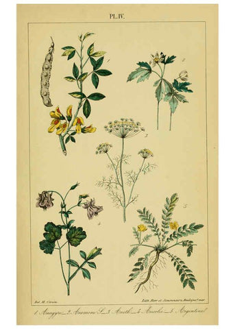 Reproducción/Reproduction 6459810817: Traité pratique et raisonné des plantes médicinales indigènes. 1868. Paris,P. Asselin,1868