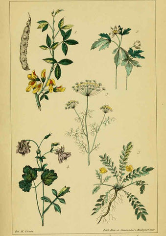 Reproducción/Reproduction 6459810817: Traité pratique et raisonné des plantes médicinales indigènes. 1868. Paris,P. Asselin,1868