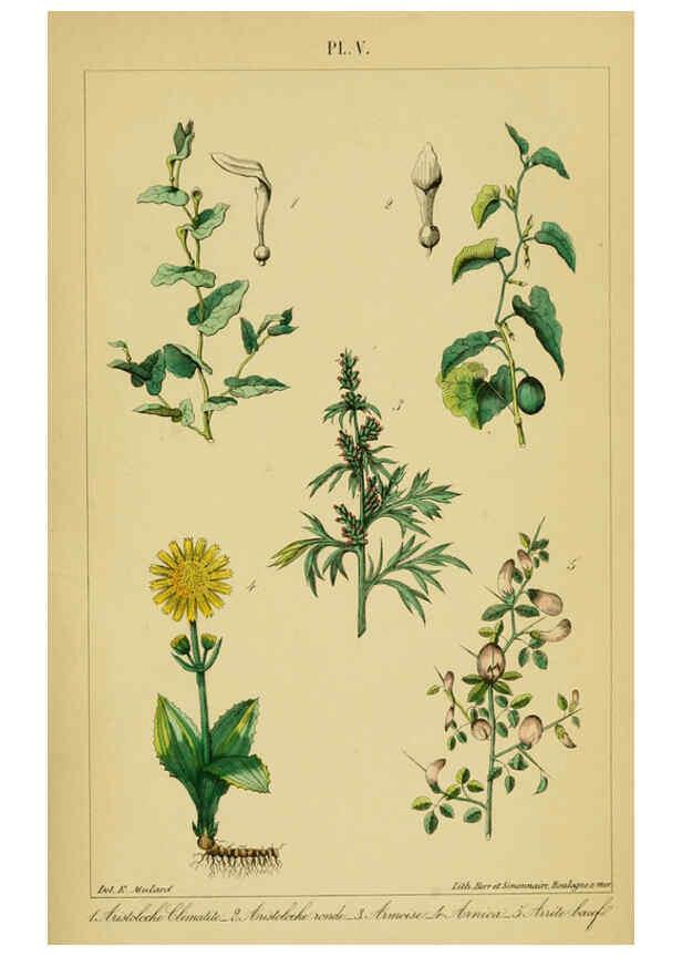 Reproducción/Reproduction 6459811301: Traité pratique et raisonné des plantes médicinales indigènes. 1868. Paris,P. Asselin,1868