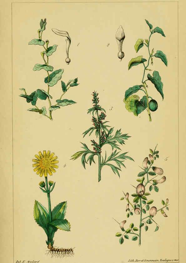 Reproducción/Reproduction 6459811301: Traité pratique et raisonné des plantes médicinales indigènes. 1868. Paris,P. Asselin,1868
