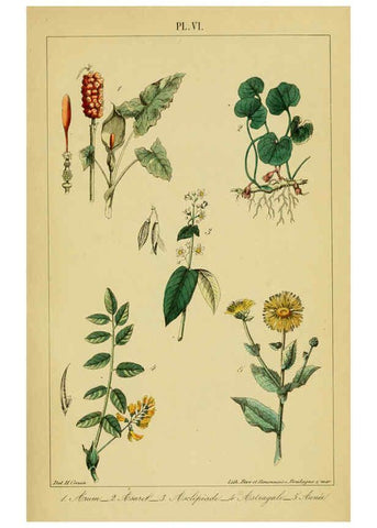 Reproducción/Reproduction 6459811979: Traité pratique et raisonné des plantes médicinales indigènes. 1868. Paris,P. Asselin,1868