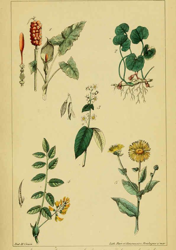Reproducción/Reproduction 6459811979: Traité pratique et raisonné des plantes médicinales indigènes. 1868. Paris,P. Asselin,1868