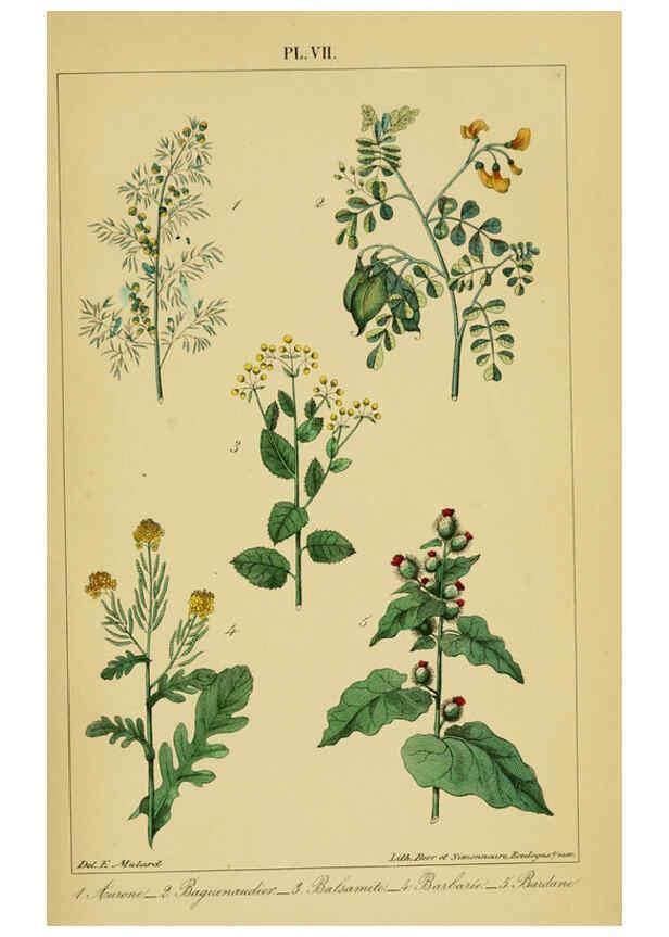 Reproducción/Reproduction 6459812405: Traité pratique et raisonné des plantes médicinales indigènes. 1868. Paris,P. Asselin,1868