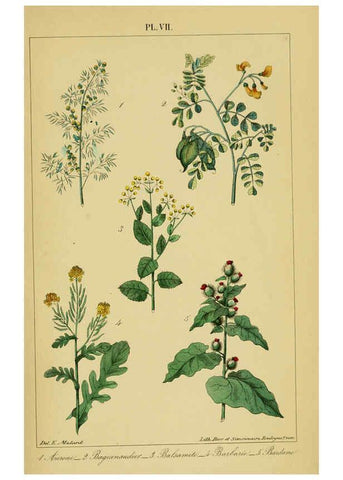 Reproducción/Reproduction 6459812405: Traité pratique et raisonné des plantes médicinales indigènes. 1868. Paris,P. Asselin,1868
