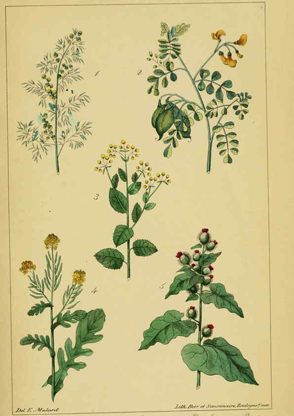 Reproducción/Reproduction 6459812405: Traité pratique et raisonné des plantes médicinales indigènes. 1868. Paris,P. Asselin,1868