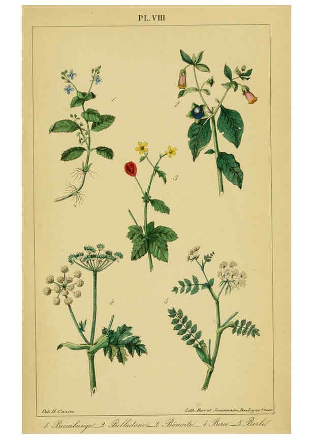 Reproducción/Reproduction 6459812859: Traité pratique et raisonné des plantes médicinales indigènes. 1868. Paris,P. Asselin,1868