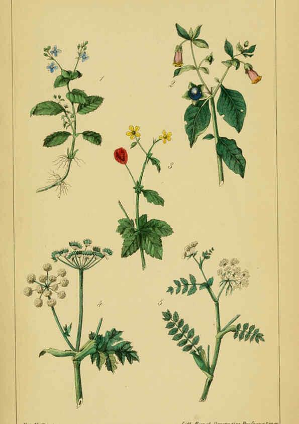 Reproducción/Reproduction 6459812859: Traité pratique et raisonné des plantes médicinales indigènes. 1868. Paris,P. Asselin,1868