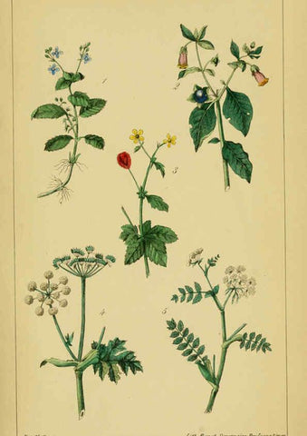 Reproducción/Reproduction 6459812859: Traité pratique et raisonné des plantes médicinales indigènes. 1868. Paris,P. Asselin,1868