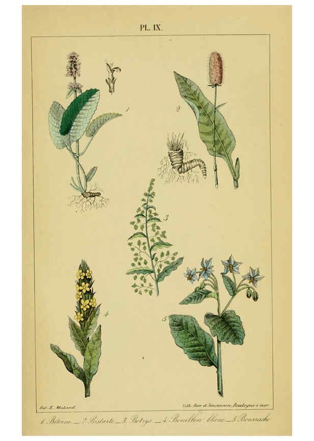 Reproducción/Reproduction 6459813283: Traité pratique et raisonné des plantes médicinales indigènes. 1868. Paris,P. Asselin,1868
