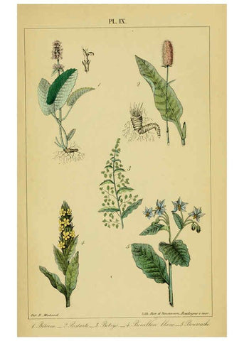 Reproducción/Reproduction 6459813283: Traité pratique et raisonné des plantes médicinales indigènes. 1868. Paris,P. Asselin,1868
