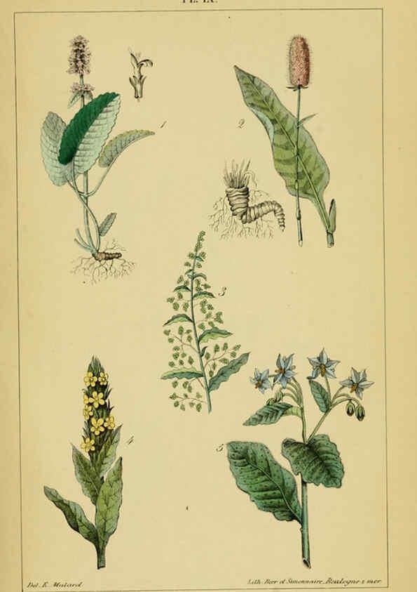 Reproducción/Reproduction 6459813283: Traité pratique et raisonné des plantes médicinales indigènes. 1868. Paris,P. Asselin,1868