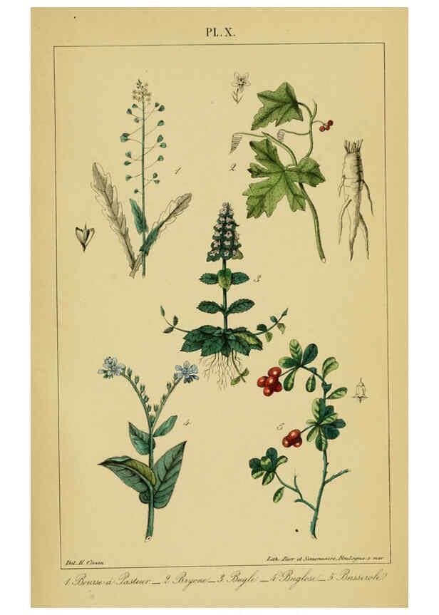 Reproducción/Reproduction 6459813925: Traité pratique et raisonné des plantes médicinales indigènes. 1868. Paris,P. Asselin,1868