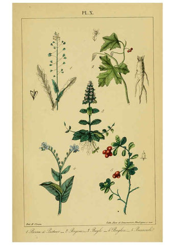 Reproducción/Reproduction 6459813925: Traité pratique et raisonné des plantes médicinales indigènes. 1868. Paris,P. Asselin,1868