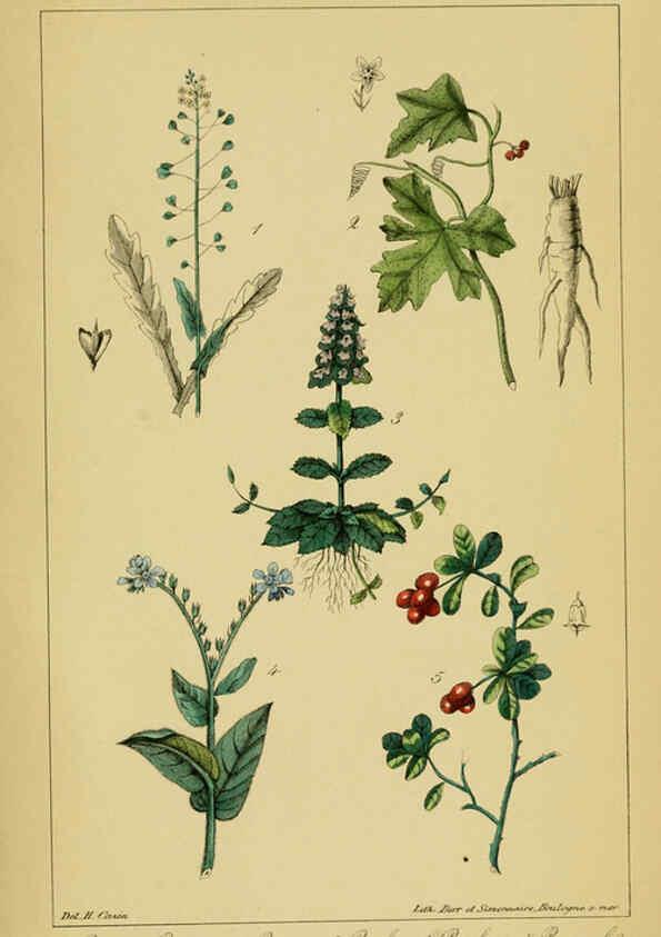 Reproducción/Reproduction 6459813925: Traité pratique et raisonné des plantes médicinales indigènes. 1868. Paris,P. Asselin,1868