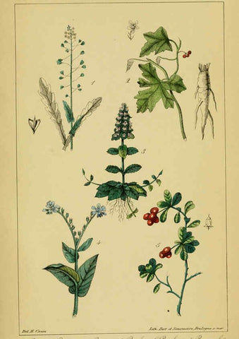 Reproducción/Reproduction 6459813925: Traité pratique et raisonné des plantes médicinales indigènes. 1868. Paris,P. Asselin,1868