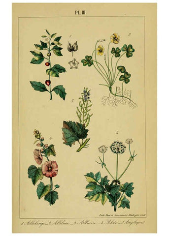 Reproducción/Reproduction 6459810199: Traité pratique et raisonné des plantes médicinales indigènes. 1868. Paris,P. Asselin,1868