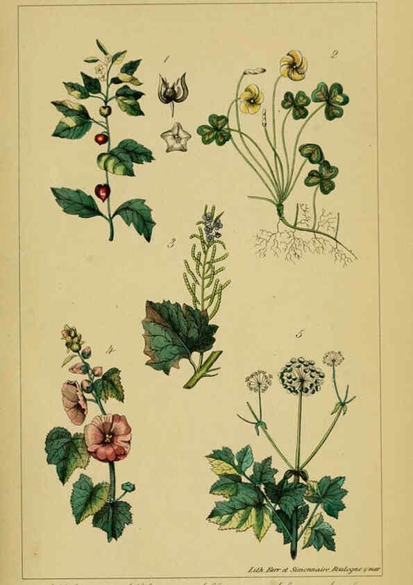 Reproducción/Reproduction 6459810199: Traité pratique et raisonné des plantes médicinales indigènes. 1868. Paris,P. Asselin,1868
