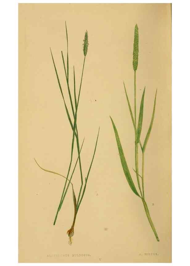 Reproducción/Reproduction 6869477787: A natural history of British grasses.. London,Groombridge,1858.