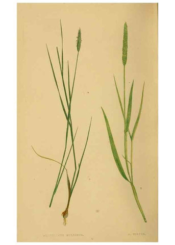 Reproducción/Reproduction 6869477787: A natural history of British grasses.. London,Groombridge,1858.