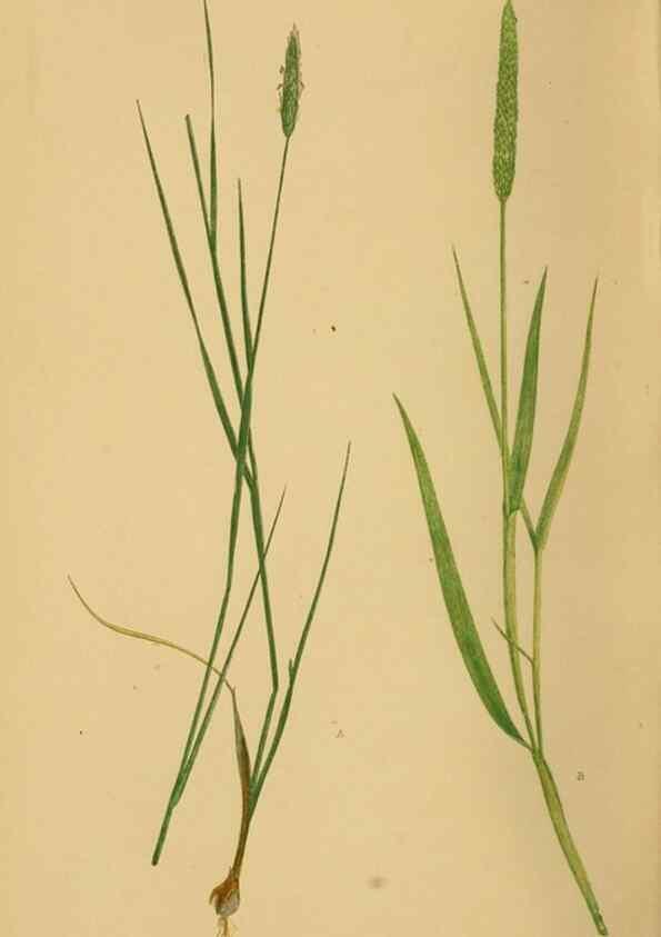 Reproducción/Reproduction 6869477787: A natural history of British grasses.. London,Groombridge,1858.