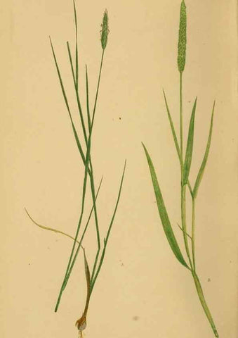 Reproducción/Reproduction 6869477787: A natural history of British grasses.. London,Groombridge,1858.