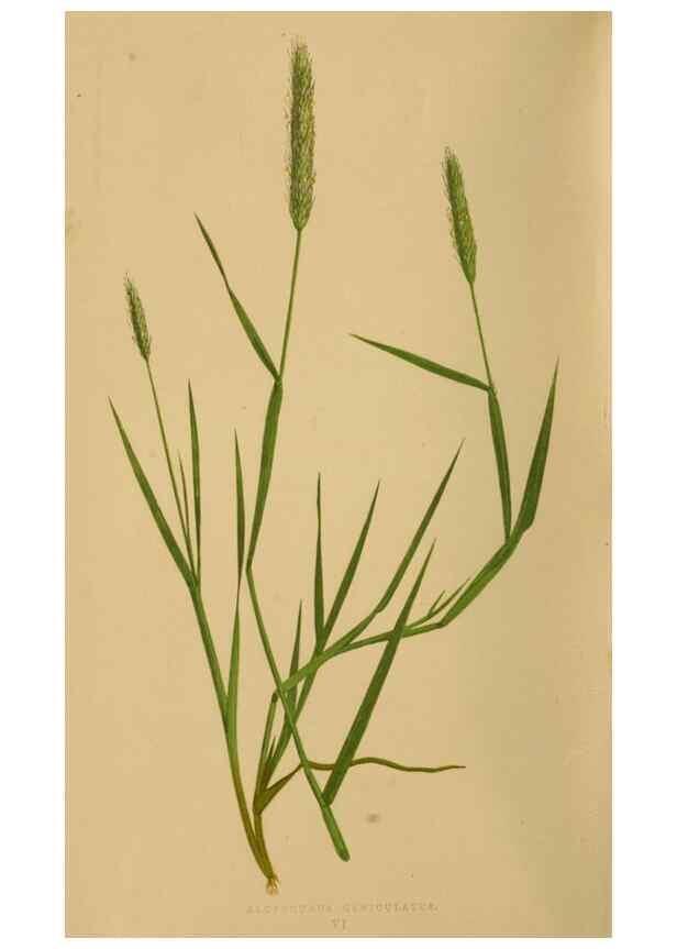 Reproducción/Reproduction 6869478469: A natural history of British grasses.. London,Groombridge,1858.