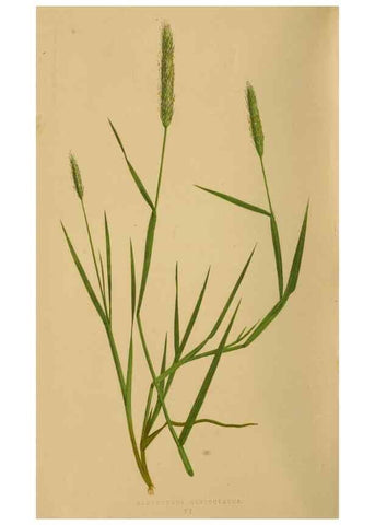Reproducción/Reproduction 6869478469: A natural history of British grasses.. London,Groombridge,1858.