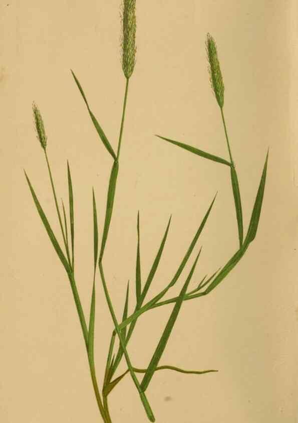 Reproducción/Reproduction 6869478469: A natural history of British grasses.. London,Groombridge,1858.
