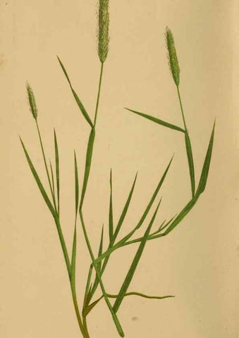 Reproducción/Reproduction 6869478469: A natural history of British grasses.. London,Groombridge,1858.