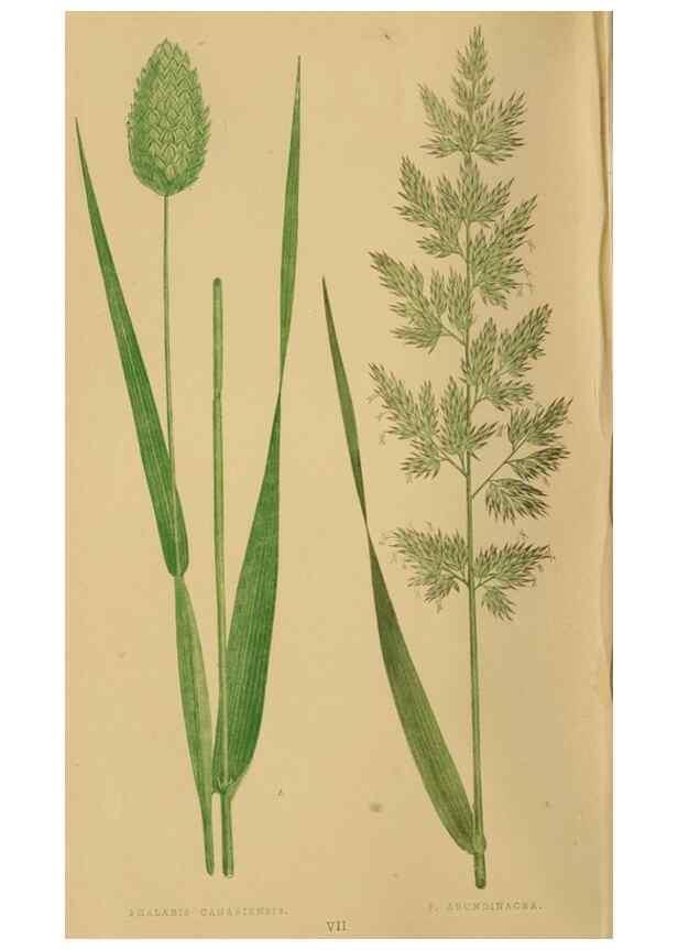 Reproducción/Reproduction 6869527615: A natural history of British grasses.. London,Groombridge,1858.