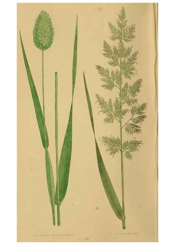 Reproducción/Reproduction 6869527615: A natural history of British grasses.. London,Groombridge,1858.