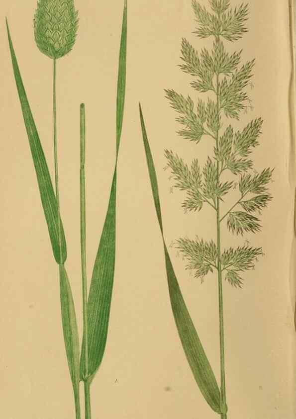 Reproducción/Reproduction 6869527615: A natural history of British grasses.. London,Groombridge,1858.