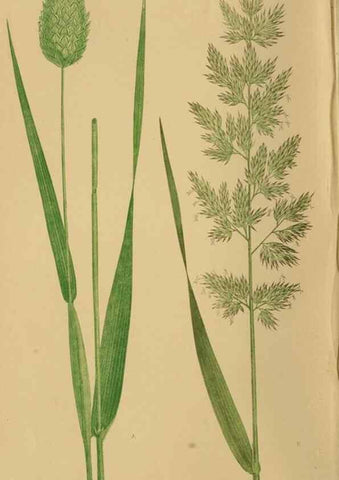 Reproducción/Reproduction 6869527615: A natural history of British grasses.. London,Groombridge,1858.