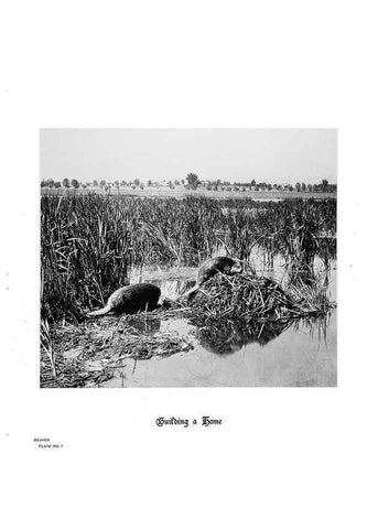 Reproducción/Reproduction 7026589963: Hoofs, claws and antlers of the Rocky Mountains, by the camera.. Denver, Co.F.S. Thayer,1894.