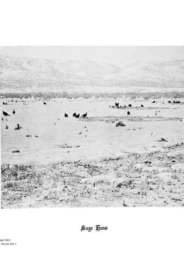 Reproducción/Reproduction 7026590245: Hoofs, claws and antlers of the Rocky Mountains, by the camera.. Denver, Co.F.S. Thayer,1894.