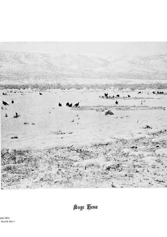 Reproducción/Reproduction 7026590245: Hoofs, claws and antlers of the Rocky Mountains, by the camera.. Denver, Co.F.S. Thayer,1894.