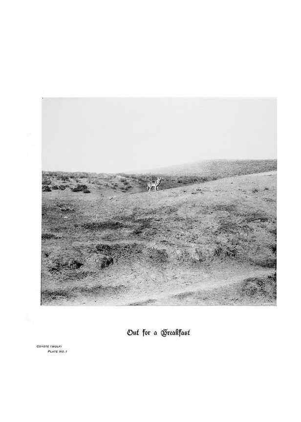 Reproducción/Reproduction 7026590531: Hoofs, claws and antlers of the Rocky Mountains, by the camera.. Denver, Co.F.S. Thayer,1894.